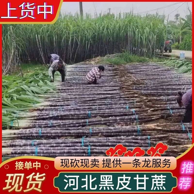 《农家自种》河北甘蔗/黑皮甘蔗大量有货/现砍现发/现货供
