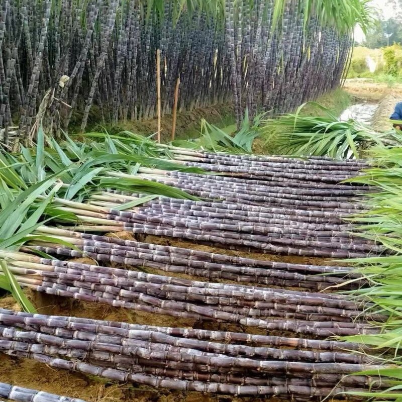 《农家自种》河北甘蔗/黑皮甘蔗大量有货/现砍现发/现货供