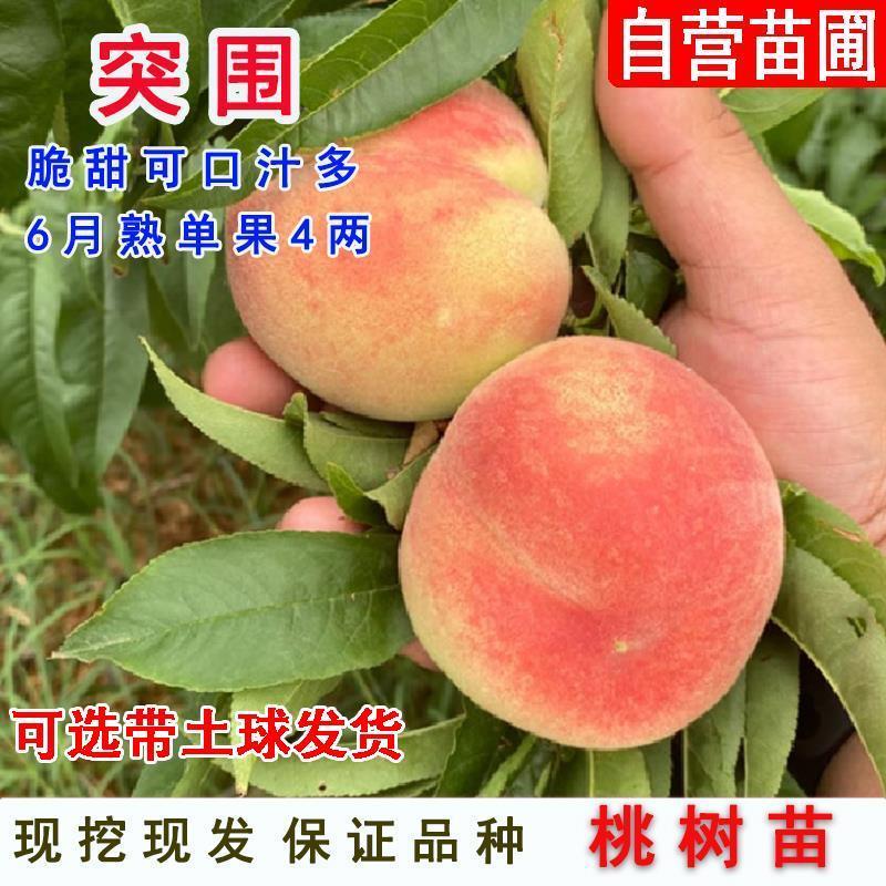 突围桃树苗嫁接成现挖现发苗育苗基地直发批发