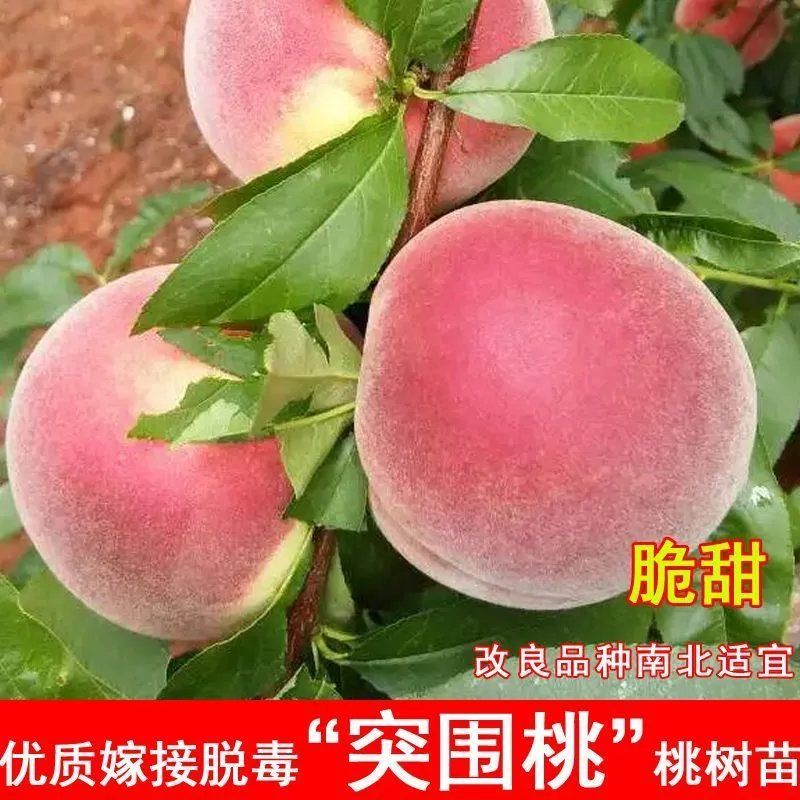突围桃树苗嫁接成现挖现发苗育苗基地直发批发