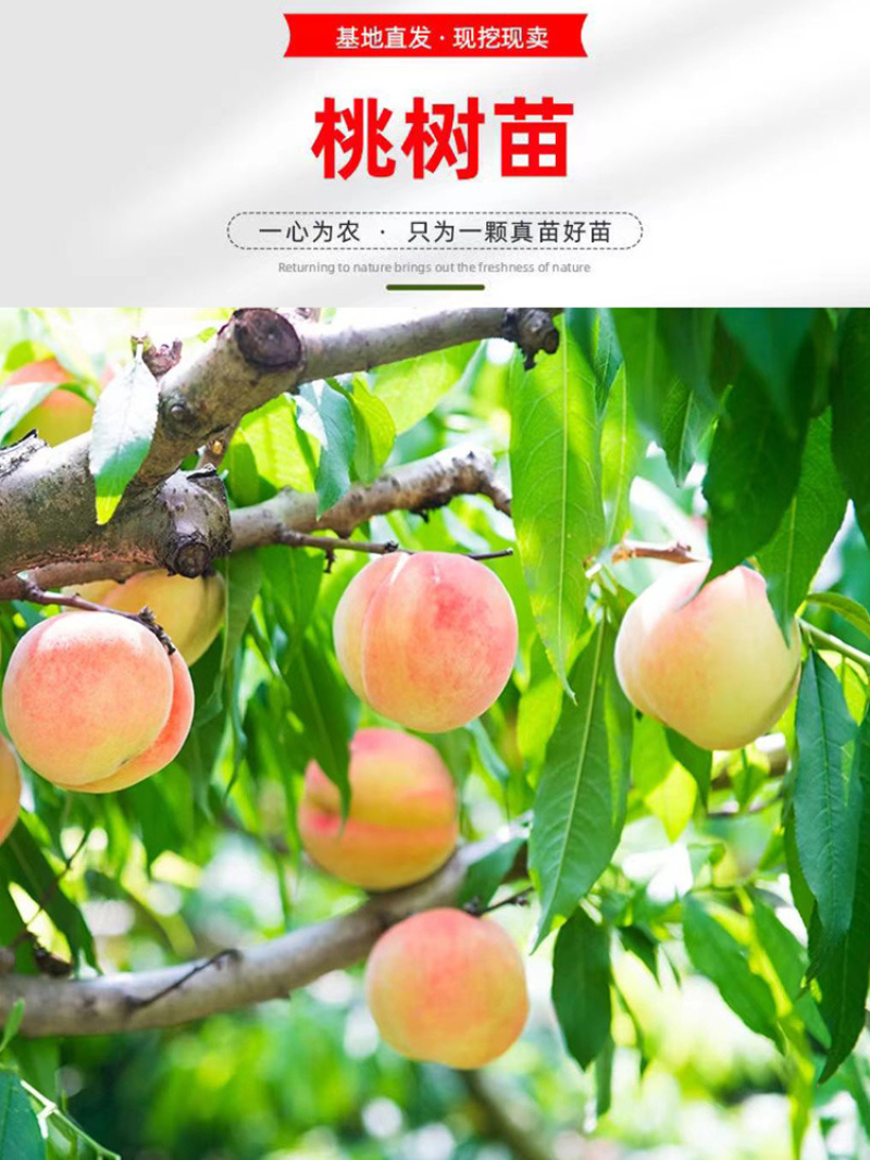 突围桃树苗嫁接成现挖现发苗育苗基地直发批发