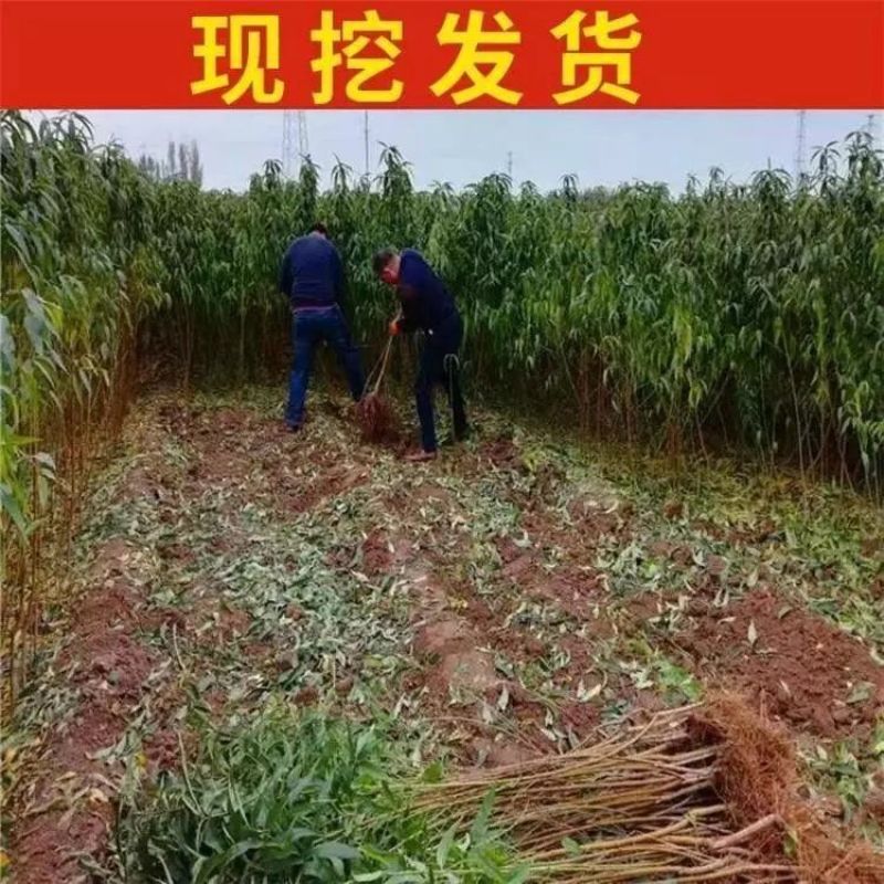 突围桃树苗嫁接成现挖现发苗育苗基地直发批发