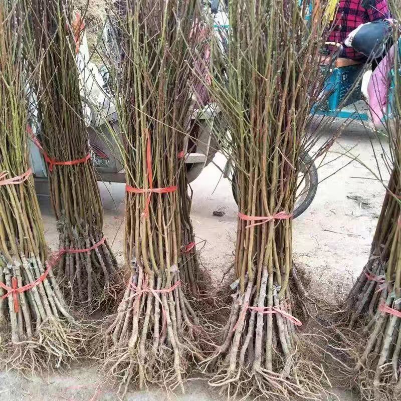 突围桃树苗嫁接成现挖现发苗育苗基地直发批发