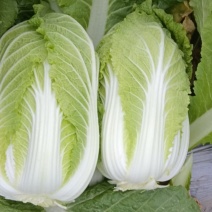 黄心白菜