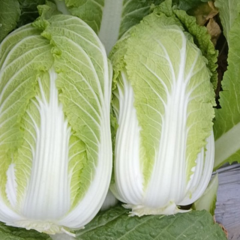黄心白菜