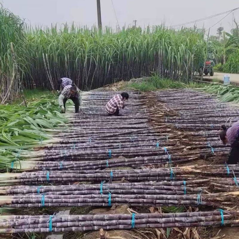 《精选》黑皮甘蔗/河北甘蔗/自家种植/随到随砍/欢迎来电