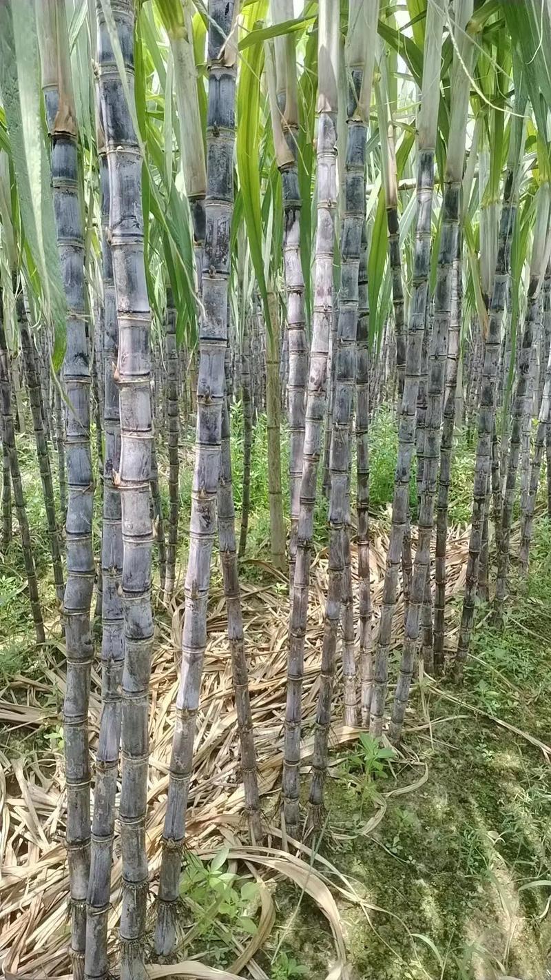 《精选》黑皮甘蔗/河北甘蔗/自家种植/随到随砍/欢迎来电