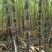《精选》黑皮甘蔗/河北甘蔗/自家种植/随到随砍/欢迎来电