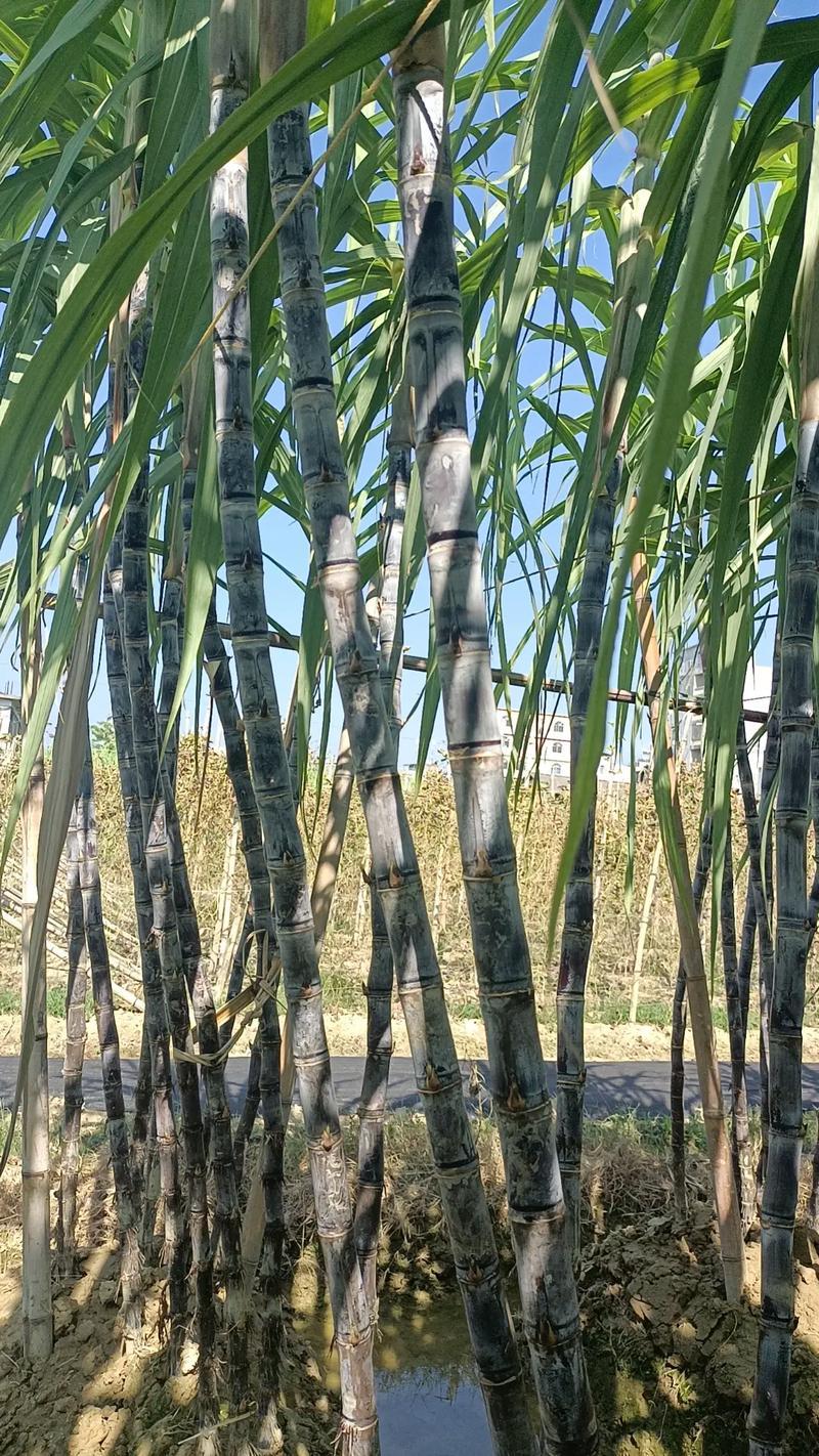 《精选》黑皮甘蔗/河北甘蔗/自家种植/随到随砍/欢迎来电