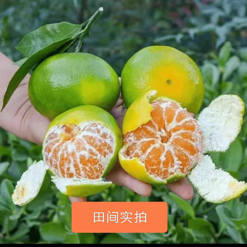四川精品蜜桔产地直发货源充足对接商超批发商欢迎致电