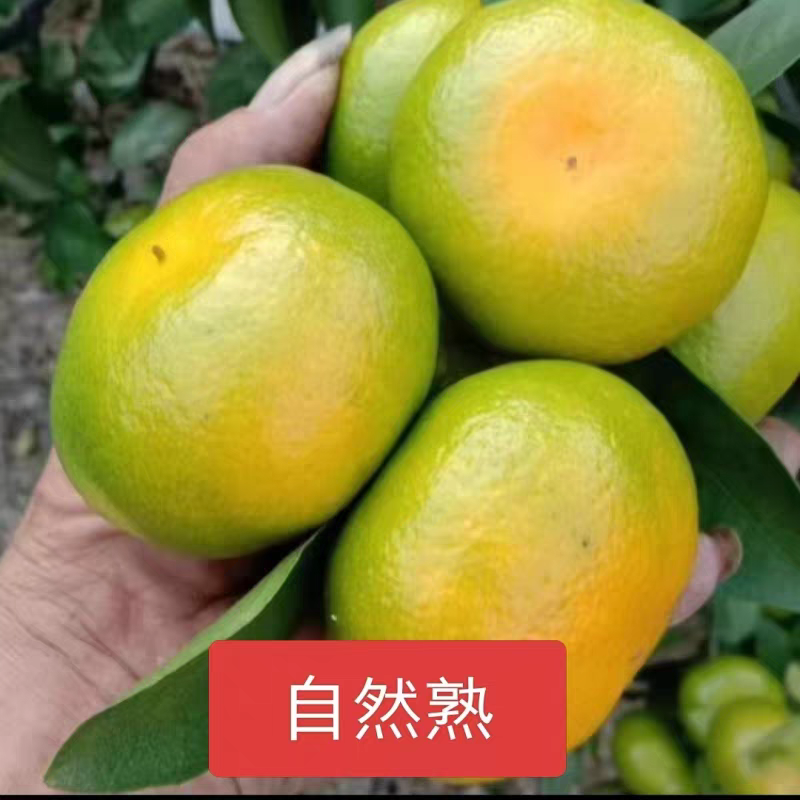 四川精品蜜桔产地直发货源充足对接商超批发商欢迎致电