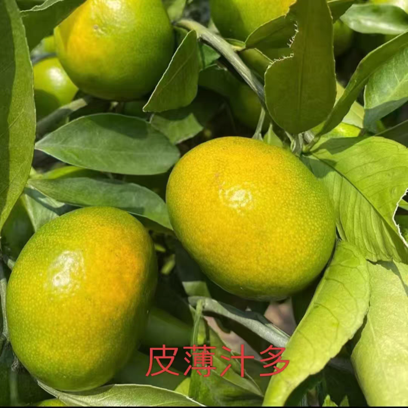 四川精品蜜桔产地直发货源充足对接商超批发商欢迎致电