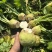 山西文水芥菜疙瘩无黑心空心支持各种包装水洗