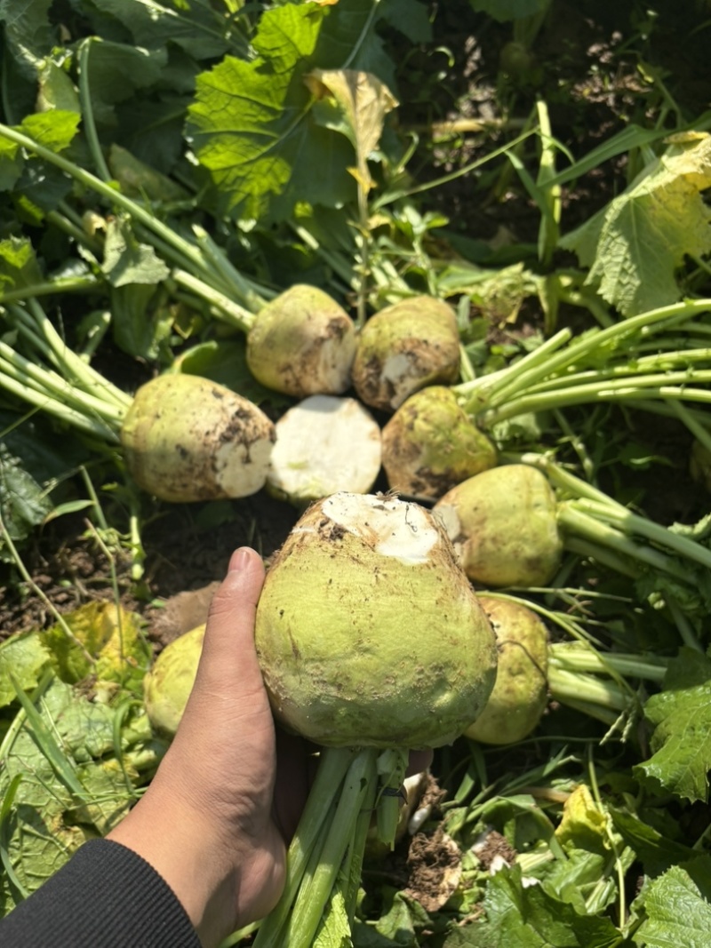 山西文水芥菜疙瘩无黑心空心支持各种包装水洗
