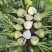 山西文水芥菜疙瘩无黑心空心支持各种包装水洗