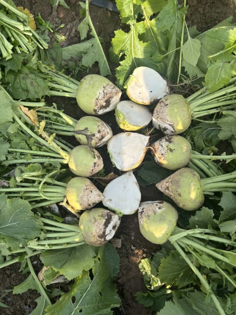 山西文水芥菜疙瘩无黑心空心支持各种包装水洗