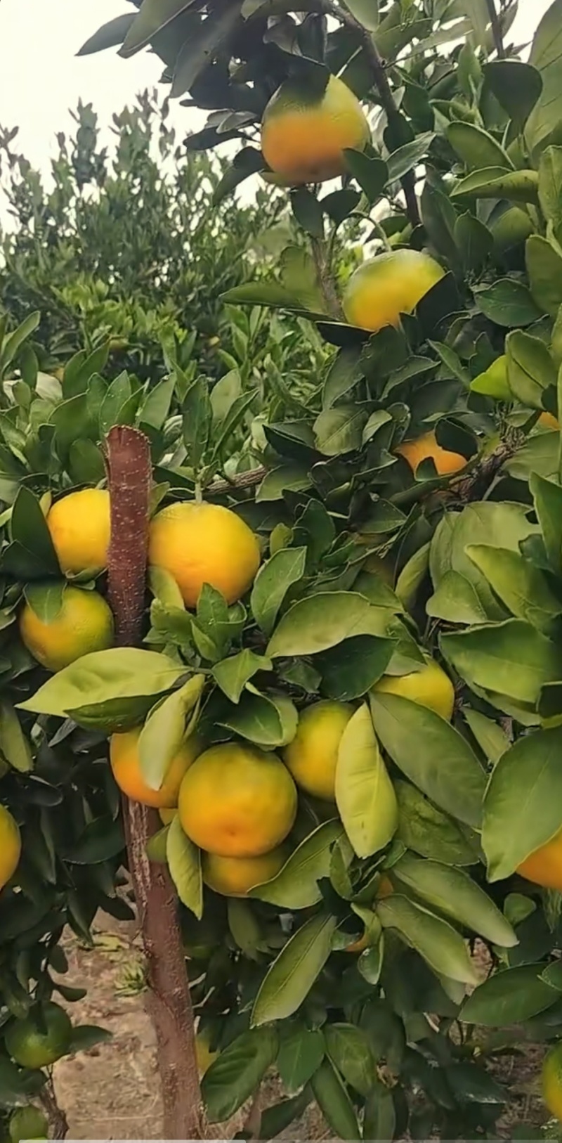 湖南石门蜜橘产地直供发货