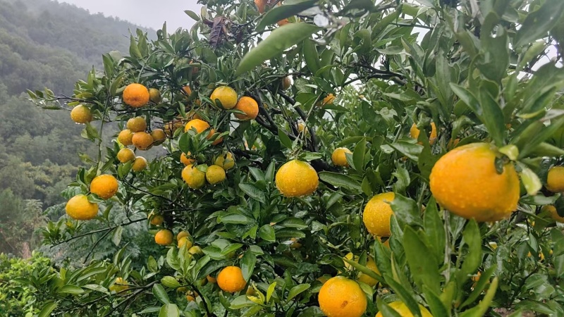 湖南石门蜜橘产地直供发货