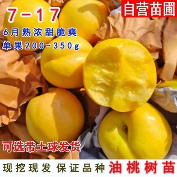 7-17油桃桃苗嫁接成苗沂蒙山育苗基地产地直发