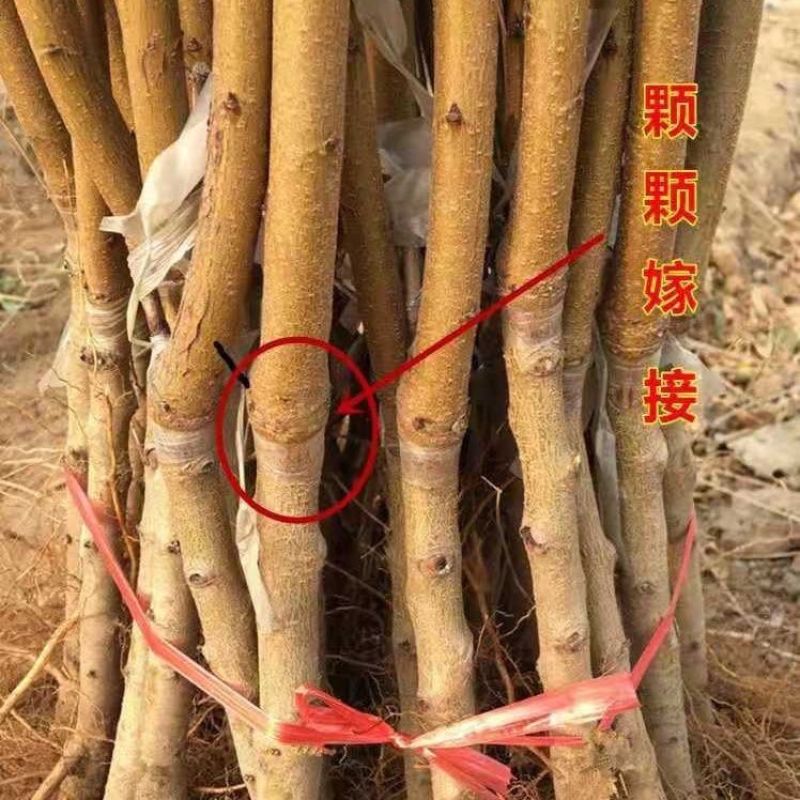 7-17油桃桃苗嫁接成苗沂蒙山育苗基地产地直发