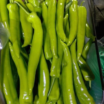 山东精选黄皮尖椒，新货上市。物美价廉