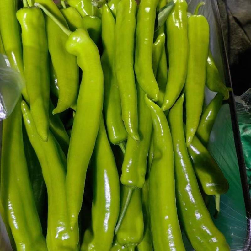 山东精选黄皮尖椒，新货上市。物美价廉