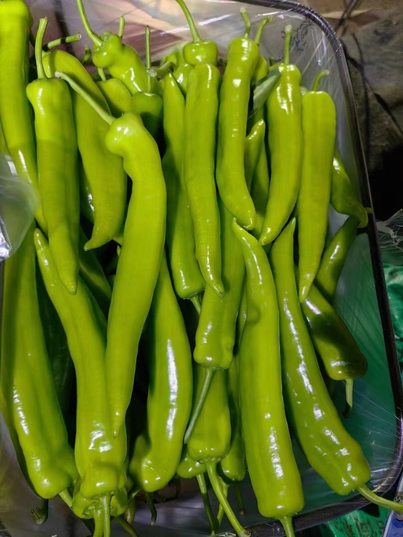 山东精选黄皮尖椒，新货上市。物美价廉