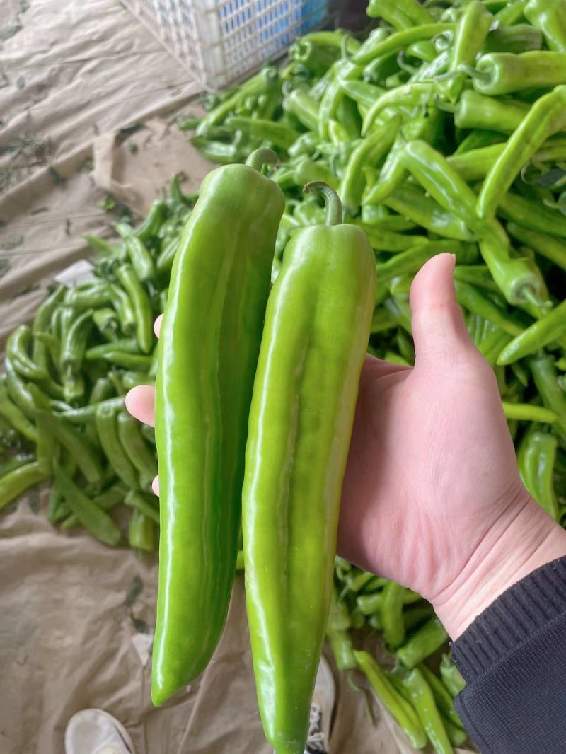 山东精选黄皮尖椒，新货上市。物美价廉