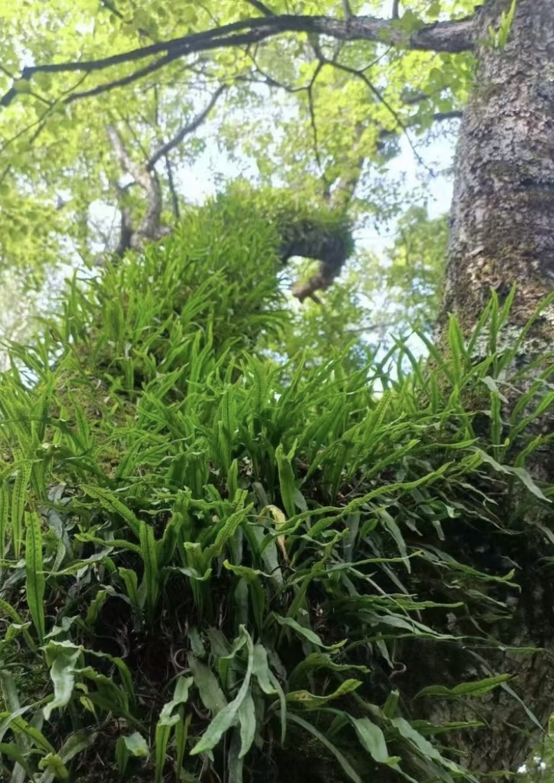 肾精茶精选小叶绿叶肾精茶肾精草长白山肾精茶现货