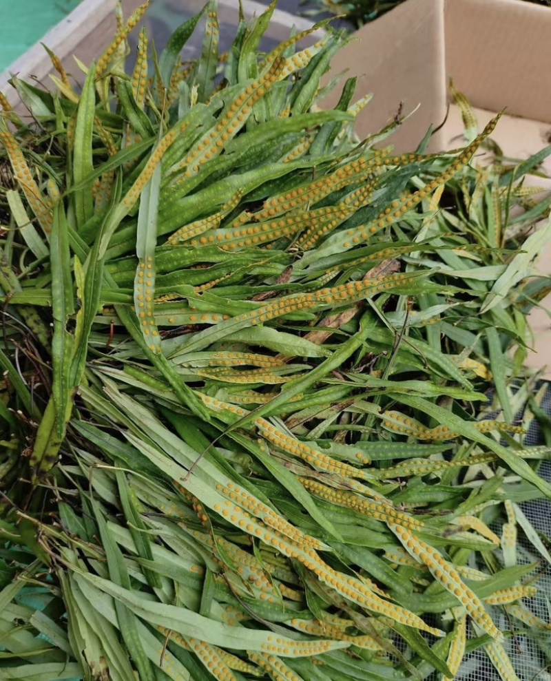 肾精茶精选小叶绿叶肾精茶肾精草长白山肾精茶现货