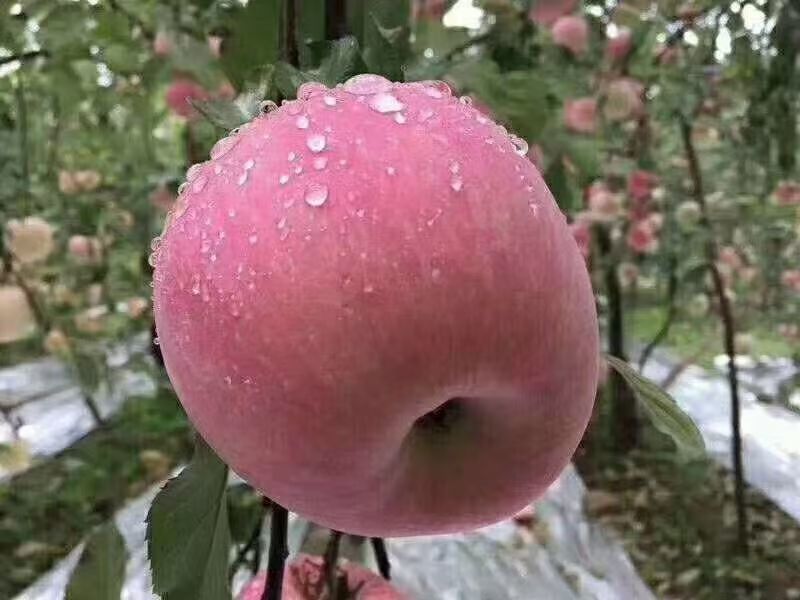 陕西白水苹果