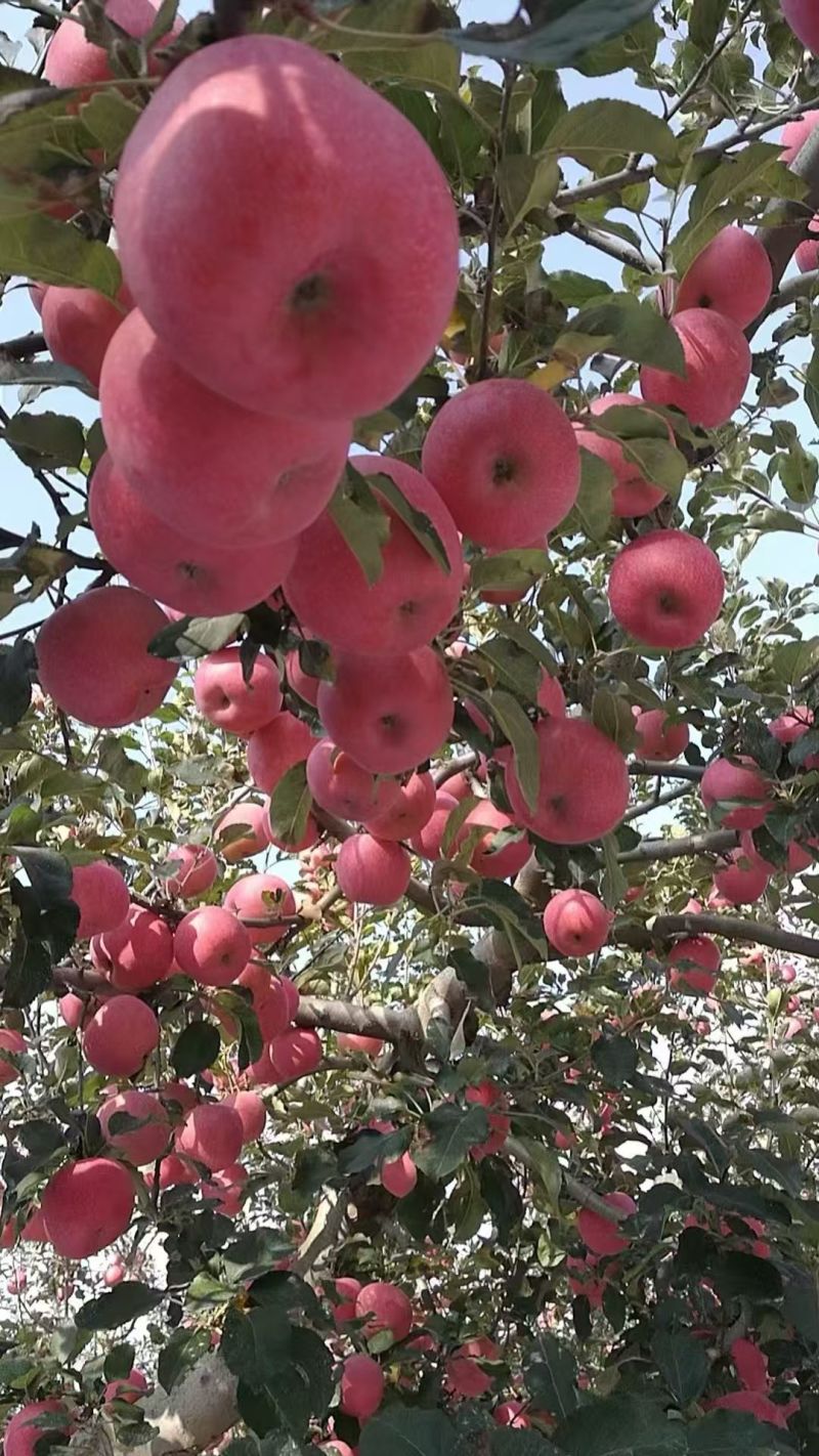陕西白水苹果