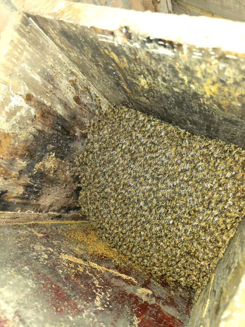 纯种土蜂蜜