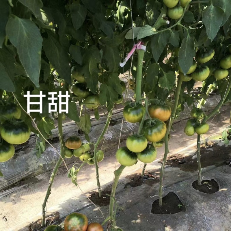东北草莓西红柿种子甘甜草莓番茄种籽超甜早熟大果铁皮柿子