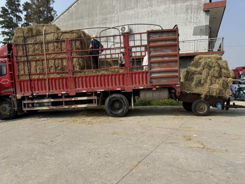 湖北稻草秸秆饲料牛羊马适用整车发货可开票