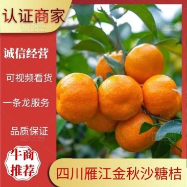 四川沙糖桔金秋沙糖桔产地直发货源充足可视频看货