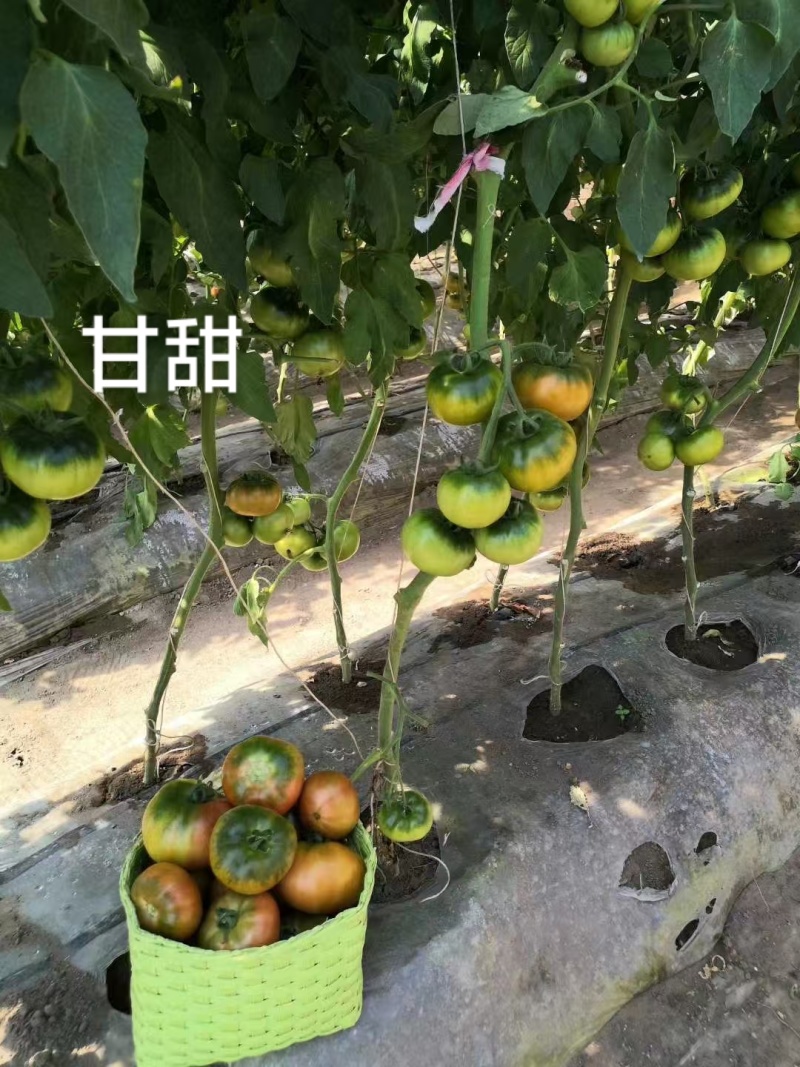 东北草莓西红柿种子甘甜草莓番茄种籽超甜早熟大果铁皮柿子