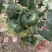 甘甜大果型草莓柿子种籽超甜水果番茄种子中果绿肩口感番茄