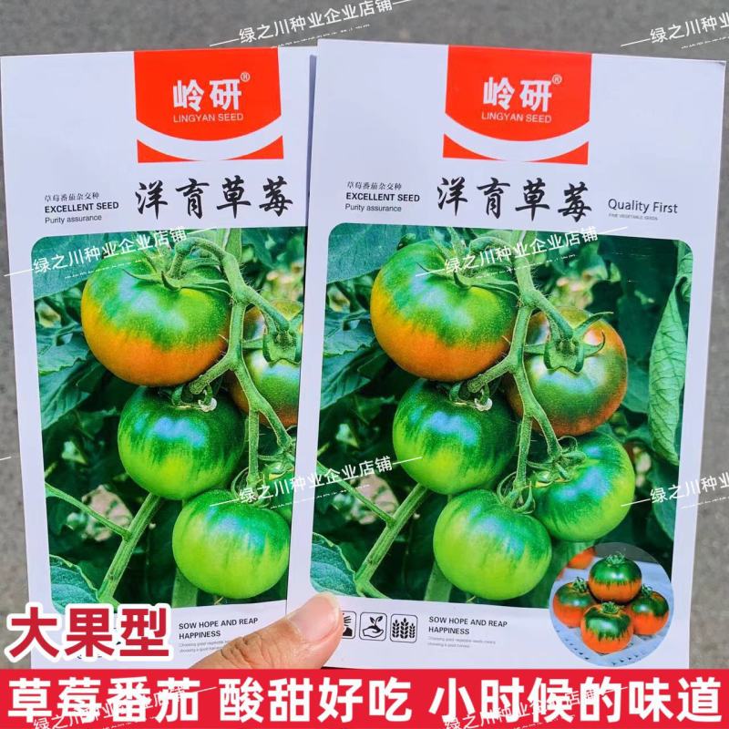 东北草莓柿子种籽大果型洋育草莓西红柿种子酸甜好吃绿肩番茄