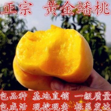 黄金蟠桃苗嫁接成苗沂蒙山育苗基地直发批发