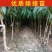 黄金蟠桃苗嫁接成苗沂蒙山育苗基地直发批发