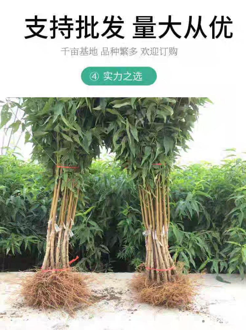 黄金蟠桃苗嫁接成苗沂蒙山育苗基地直发批发