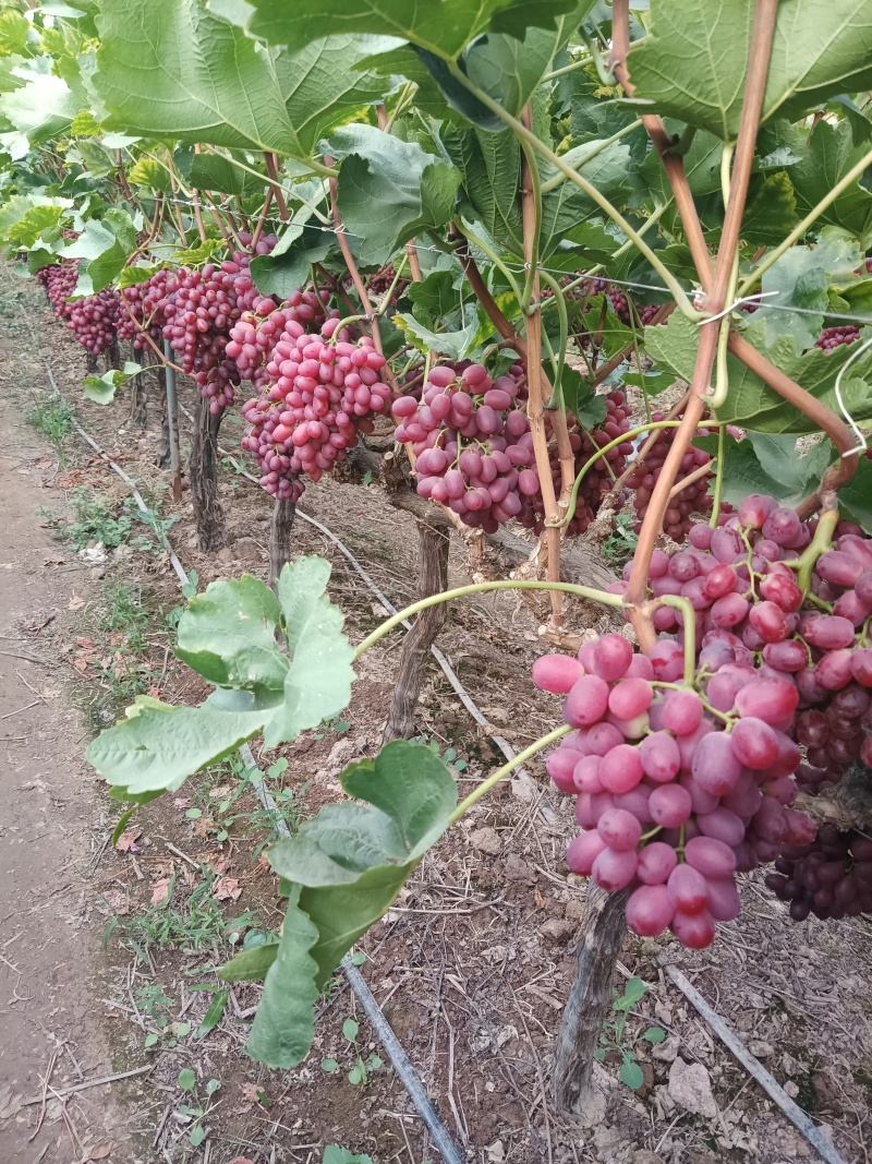 有实力的老板来量大可以代办带你看货这个图片