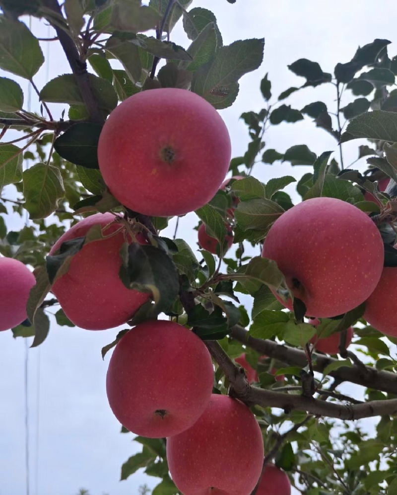 庄浪县苹果代办(庄浪苹果具有耐储存至第二年7-8月份，糖