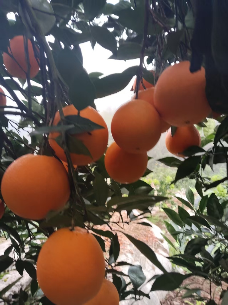 【湖南脐橙】纽荷尔脐橙/湘西脐橙/一件代发质量三包便宜