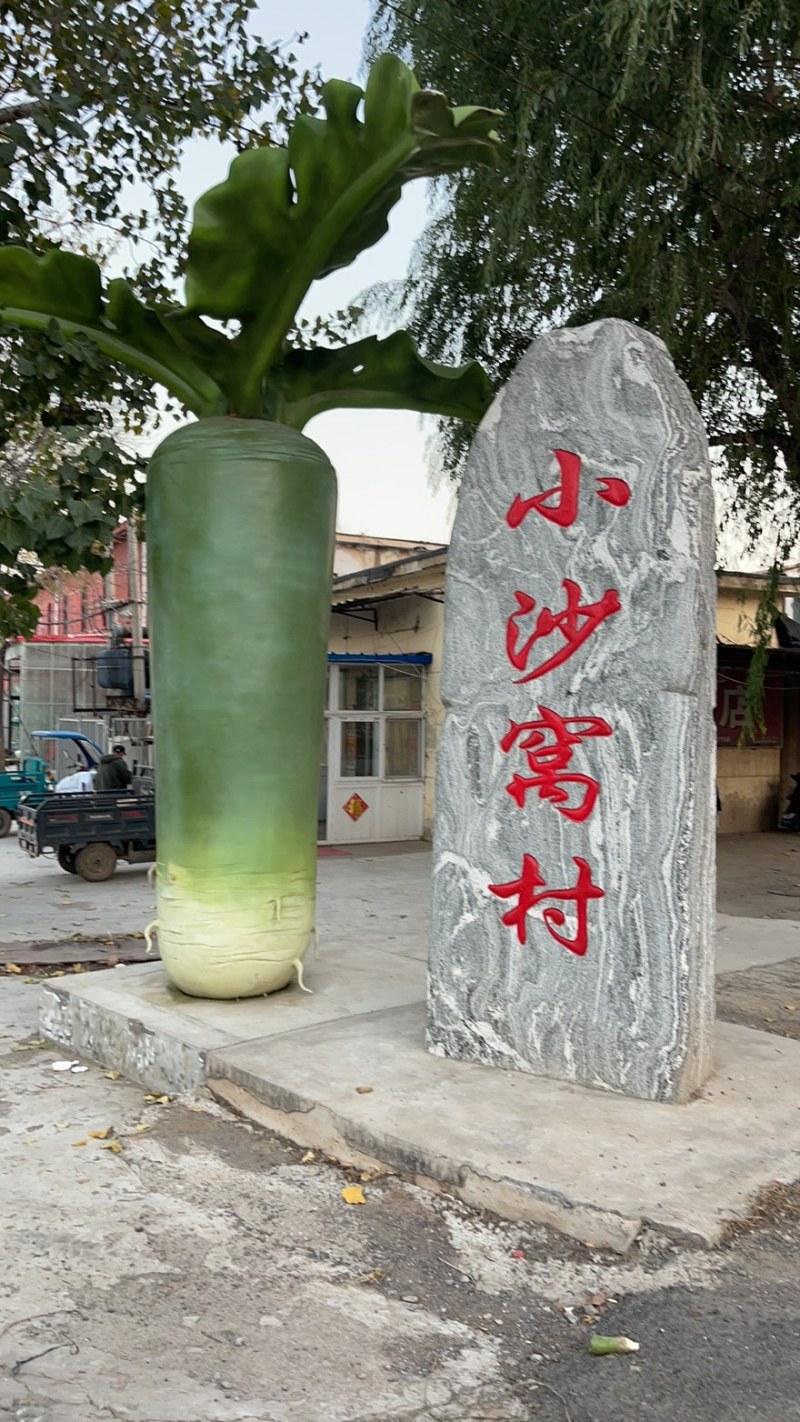 正宗小沙窝萝卜，对接电商，社区团购，直播带货，种植规模大