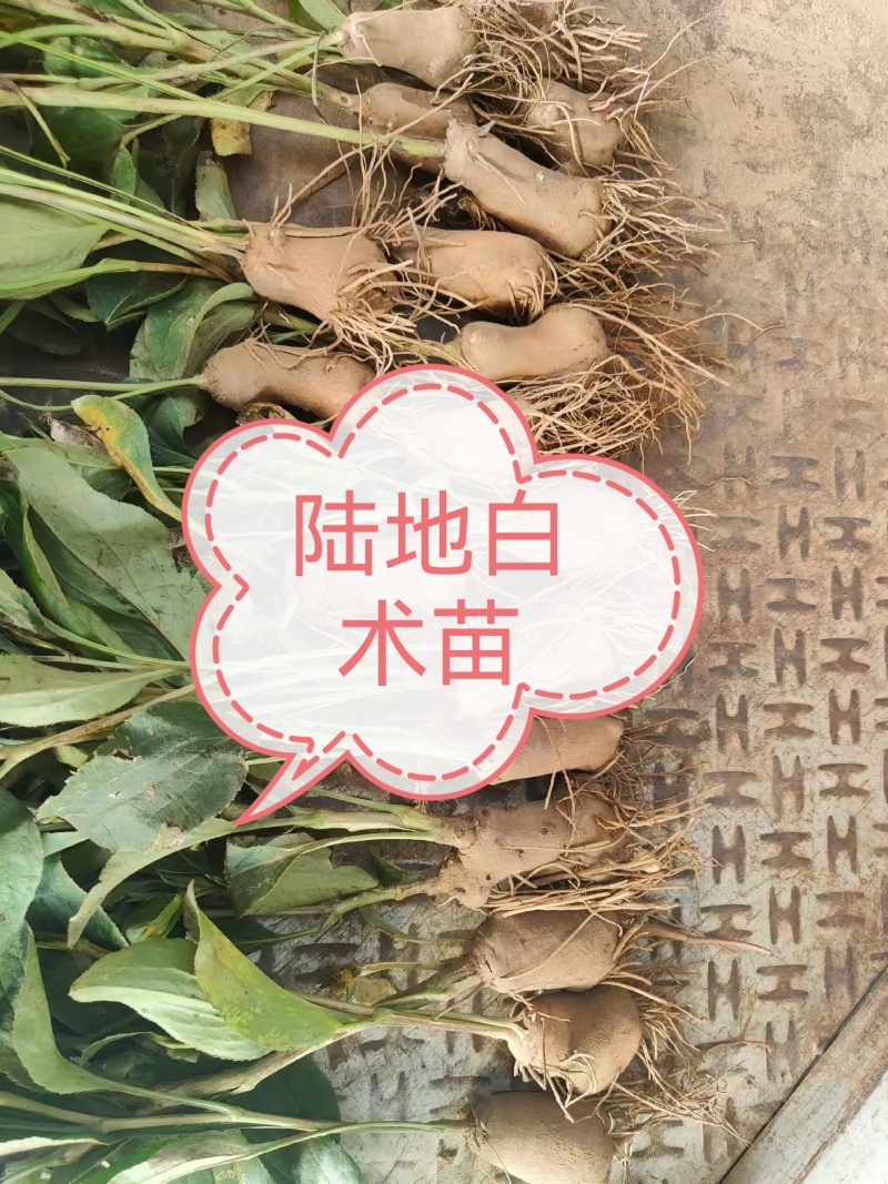 预售大棚托盘育苗每年清明前后供应陆地白术霜降前后供应