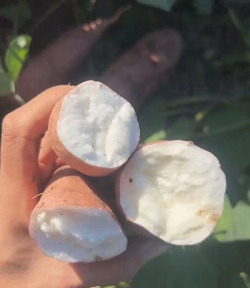 白哈密红薯