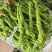 云南保山螺丝椒大量上市，品质好。8号线椒二荆条
