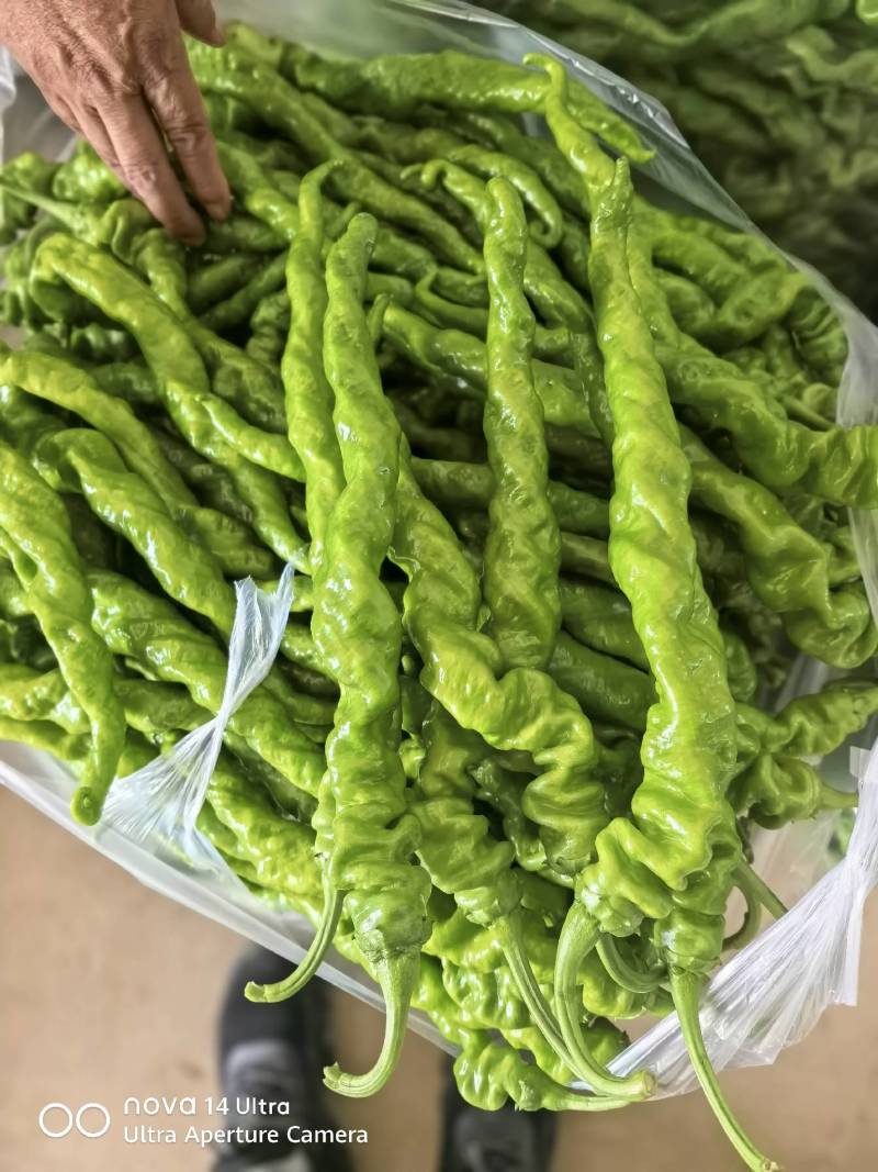 云南保山螺丝椒大量上市，品质好。8号线椒二荆条